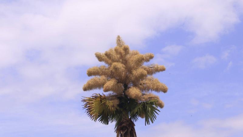 Cum arată un palmier înflorit. Fenomenul are loc o dată la 60 de ani | FOTO
