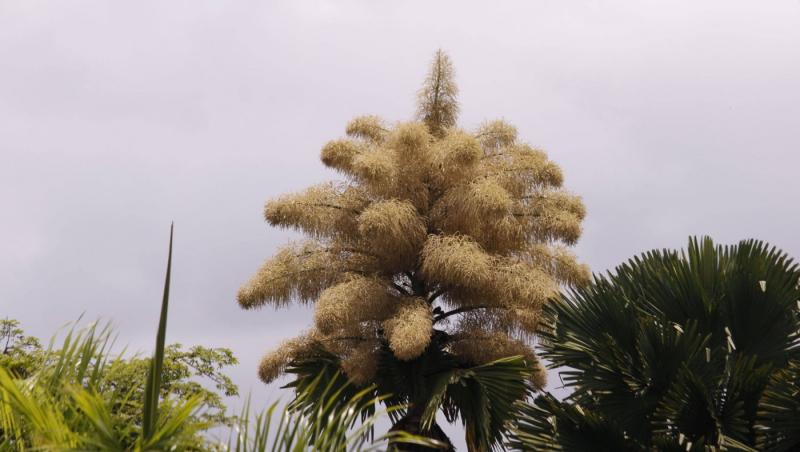 Cum arată un palmier înflorit. Fenomenul are loc o dată la 60 de ani | FOTO