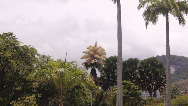 Cum arată un palmier înflorit. Fenomenul are loc o dată la 60 de ani | FOTO