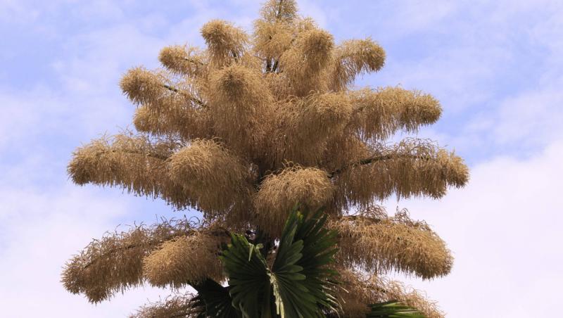 Cum arată un palmier înflorit. Fenomenul are loc o dată la 60 de ani | FOTO