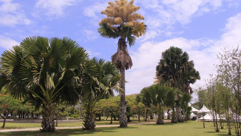 Cum arată un palmier înflorit. Fenomenul are loc o dată la 60 de ani | FOTO