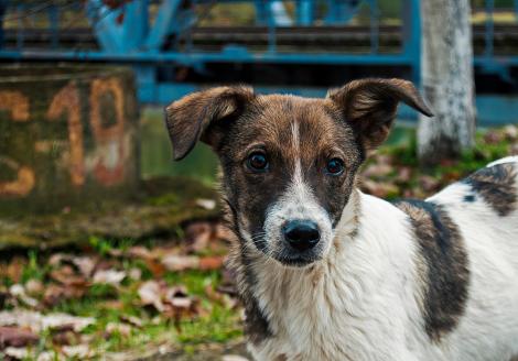 Misterul câinilor albaștri de la Cernobîl a fost elucidat. De ce și-au schimbat patrupezii culoarea, de fapt