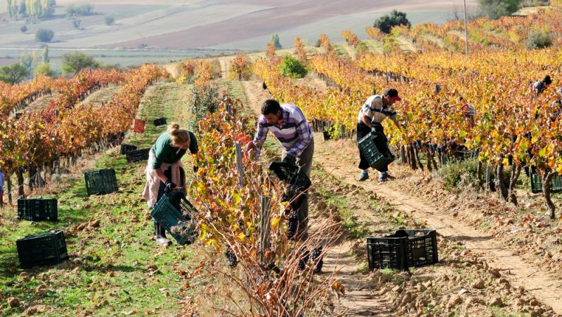 Ministerul Muncii a recunoscut o nouă meserie în România. Ce presupune aceasta, ce responsabilitate include: „E un moment istoric”