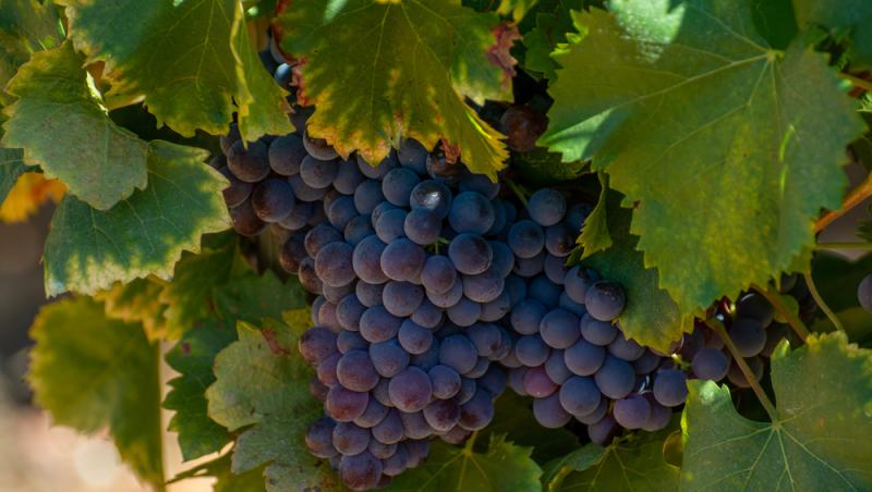 Ministerul Muncii a recunoscut o nouă meserie în România. Ce presupune aceasta, ce responsabilitate include: „E un moment istoric”