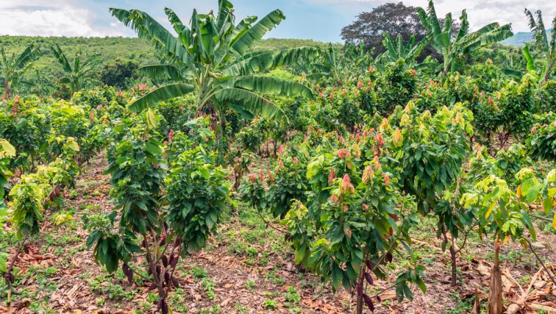 Ciocolata Dubai nu mai este în topul favoritelor. Ce delicatesă i-a luat locul. Are doar două ingrediente