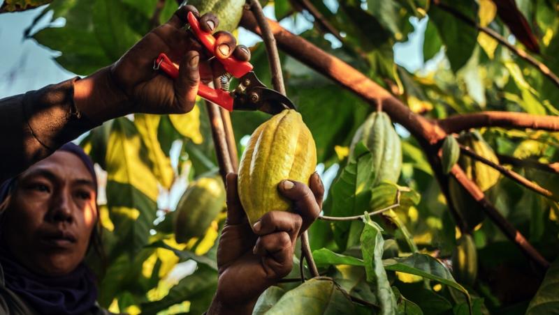 Ciocolata Dubai nu mai este în topul favoritelor. Ce delicatesă i-a luat locul. Are doar două ingrediente