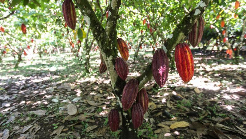 Ciocolata Dubai nu mai este în topul favoritelor. Ce delicatesă i-a luat locul. Are doar două ingrediente