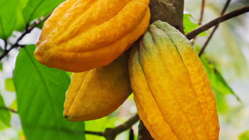 Ciocolata Dubai nu mai este în topul favoritelor. Ce delicatesă i-a luat locul. Are doar două ingrediente