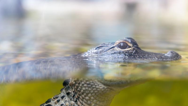 Un cap de crocodil a fost descoperit în bagajul unui turist care se întorcea din Thailanda. Ce alte obiecte neobișnuite avea la el