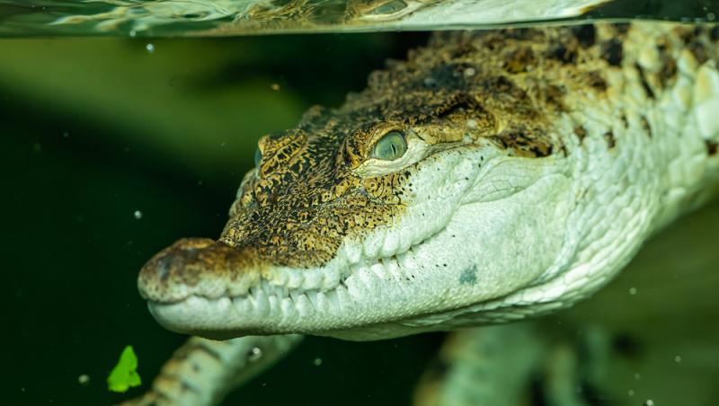 Un cap de crocodil a fost descoperit în bagajul unui turist care se întorcea din Thailanda. Ce alte obiecte neobișnuite avea la el