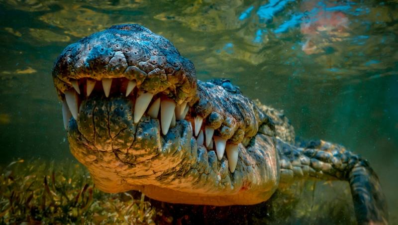 Un cap de crocodil a fost descoperit în bagajul unui turist care se întorcea din Thailanda. Ce alte obiecte neobișnuite avea la el