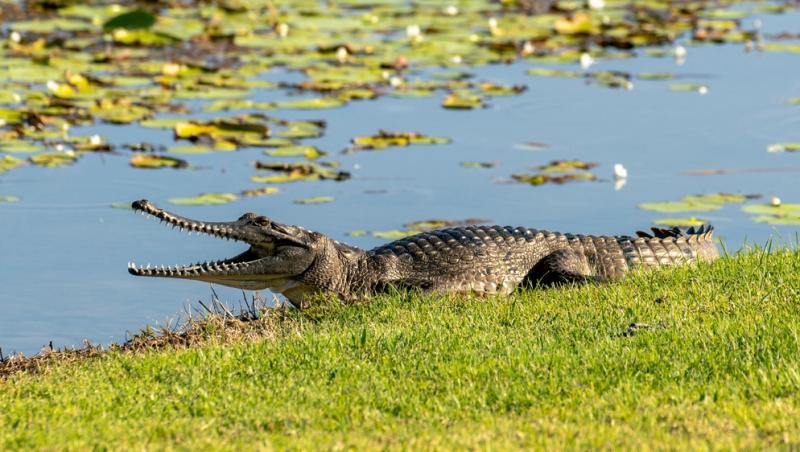 Un cap de crocodil a fost descoperit în bagajul unui turist care se întorcea din Thailanda. Ce alte obiecte neobișnuite avea la el