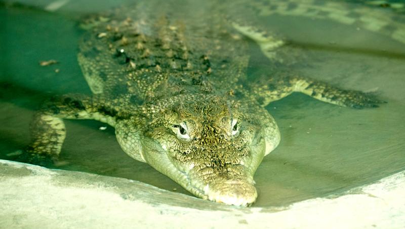 Un cap de crocodil a fost descoperit în bagajul unui turist care se întorcea din Thailanda. Ce alte obiecte neobișnuite avea la el