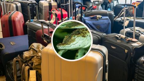 Un cap de crocodil a fost descoperit în bagajul unui turist care se întorcea din Thailanda. Ce alte obiecte neobișnuite avea la el