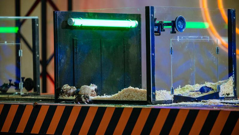 Power Couple România sezon 2, 25 februarie 2025. DOC și Anca Munteanu și-au folosit superputerea. Ce cuplu a primit un dezavantaj