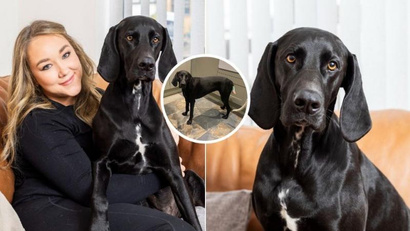 colaj stăpână și câine cu coada amputată în urma sindromului happy tail