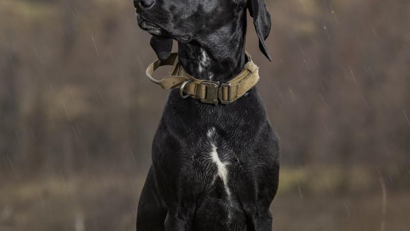 Medicii au fost nevoiți să-i amputeze coada unui câine din motive cu totul inedite. Ce este sindromul „happy tail”