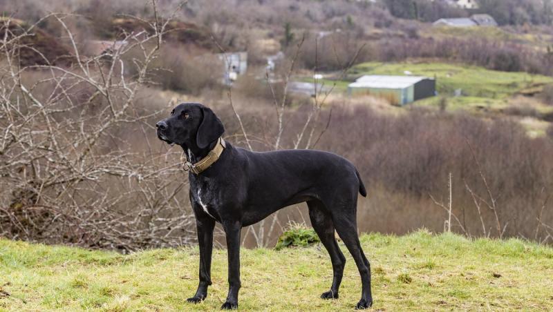 Medicii au fost nevoiți să-i amputeze coada unui câine din motive cu totul inedite. Ce este sindromul „happy tail”
