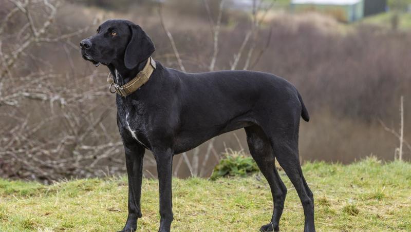 Medicii au fost nevoiți să-i amputeze coada unui câine din motive cu totul inedite. Ce este sindromul „happy tail”