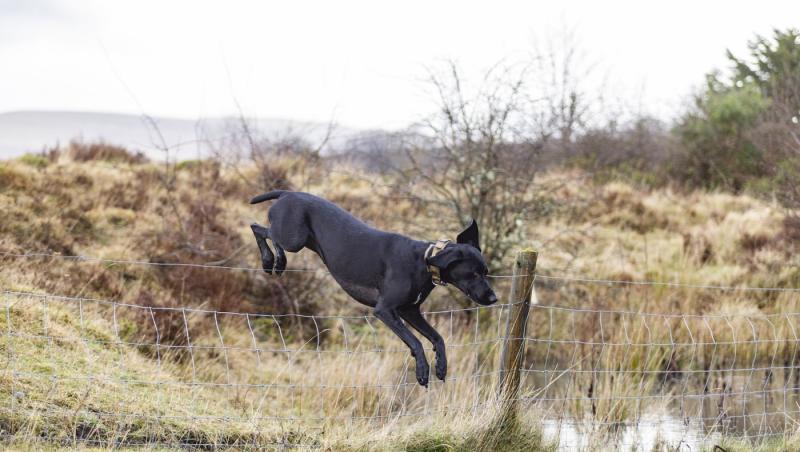 Medicii au fost nevoiți să-i amputeze coada unui câine din motive cu totul inedite. Ce este sindromul „happy tail”