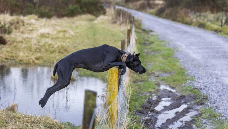 Medicii au fost nevoiți să-i amputeze coada unui câine din motive cu totul inedite. Ce este sindromul „happy tail”