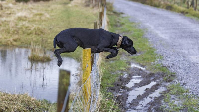 Medicii au fost nevoiți să-i amputeze coada unui câine din motive cu totul inedite. Ce este sindromul „happy tail”