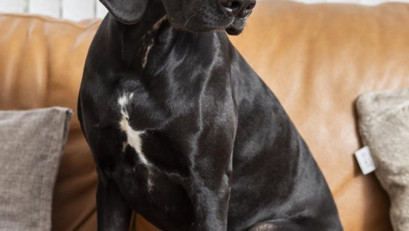 Medicii au fost nevoiți să-i amputeze coada unui câine din motive cu totul inedite. Ce este sindromul „happy tail”