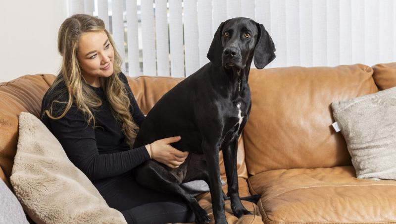 Medicii au fost nevoiți să-i amputeze coada unui câine din motive cu totul inedite. Ce este sindromul „happy tail”