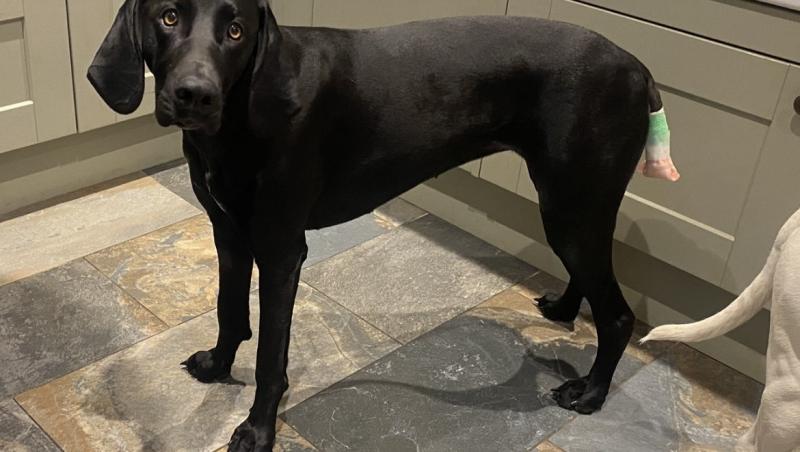 Medicii au fost nevoiți să-i amputeze coada unui câine din motive cu totul inedite. Ce este sindromul „happy tail”