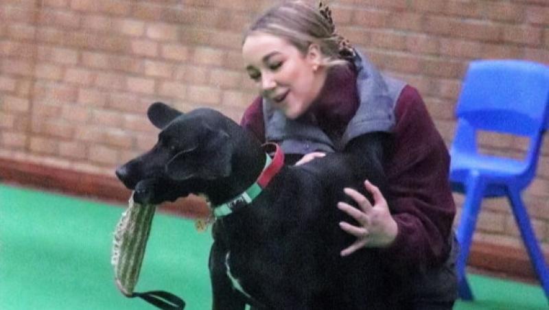 Medicii au fost nevoiți să-i amputeze coada unui câine din motive cu totul inedite. Ce este sindromul „happy tail”