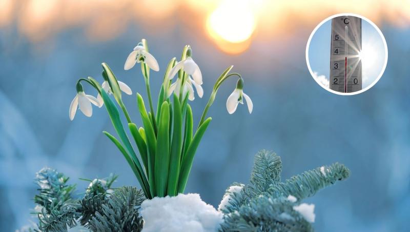 Ghiocei în zăpadă pe o ramură de brad și un termometru pentru temperatura atmosferică