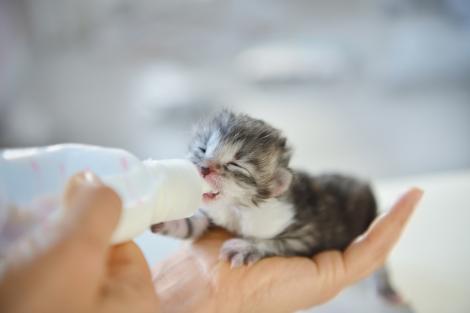 Un bărbat a crezut că a salvat un pui de pisică de pe stradă, dar 2 luni mai târziu a descoperit altceva. Ce animal era, de fapt