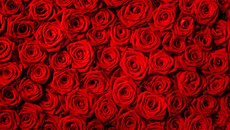 Ce semnifică numărul de trandafiri pe care îi primești în dar. Care este mesajul subtil din spate