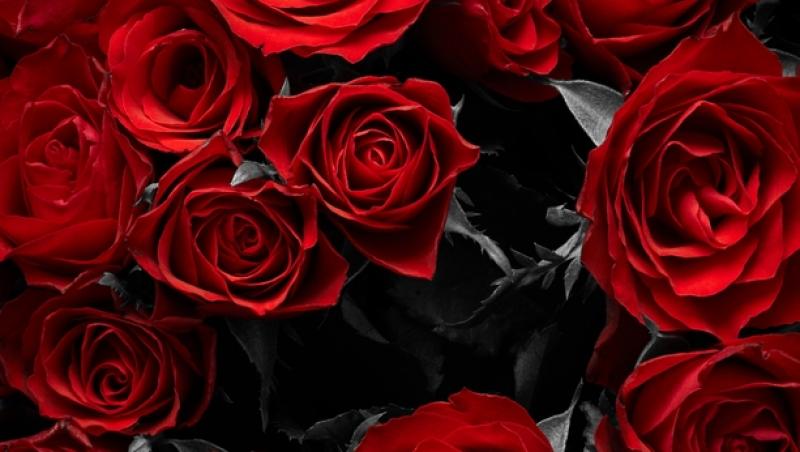 Ce semnifică numărul de trandafiri pe care îi primești în dar. Care este mesajul subtil din spate