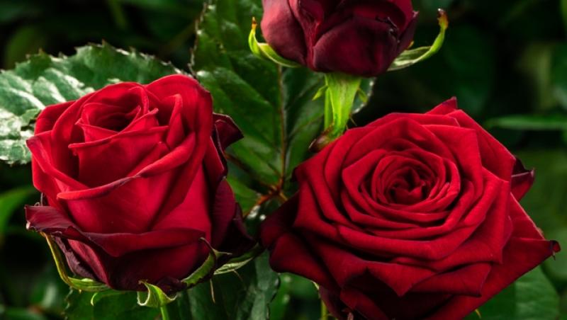 Ce semnifică numărul de trandafiri pe care îi primești în dar. Care este mesajul subtil din spate