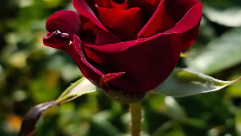 Ce semnifică numărul de trandafiri pe care îi primești în dar. Care este mesajul subtil din spate