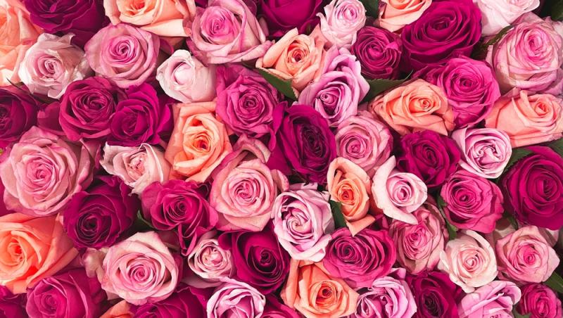 Ce semnifică numărul de trandafiri pe care îi primești în dar. Care este mesajul subtil din spate