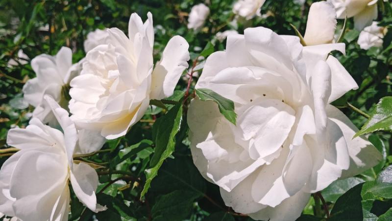 Ce semnifică numărul de trandafiri pe care îi primești în dar. Care este mesajul subtil din spate