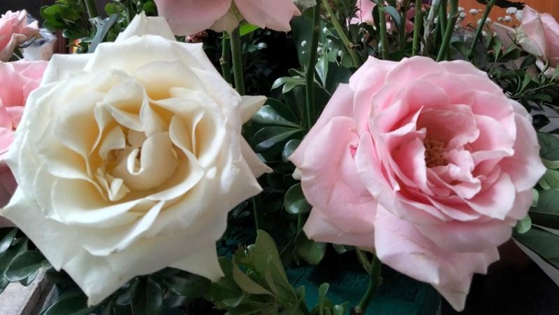 Ce semnifică numărul de trandafiri pe care îi primești în dar. Care este mesajul subtil din spate