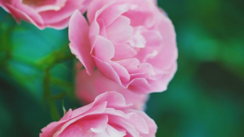 Ce semnifică numărul de trandafiri pe care îi primești în dar. Care este mesajul subtil din spate