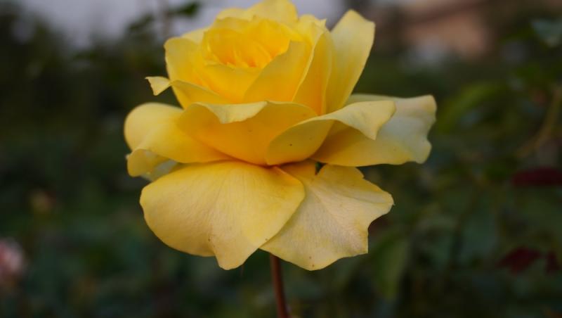 Ce semnifică numărul de trandafiri pe care îi primești în dar. Care este mesajul subtil din spate