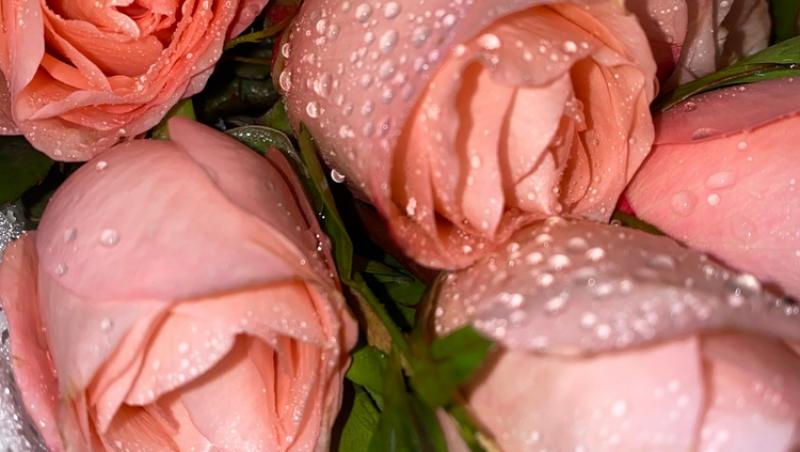 Ce semnifică numărul de trandafiri pe care îi primești în dar. Care este mesajul subtil din spate