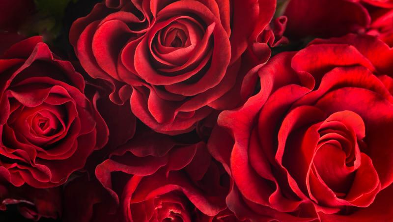 Ce semnifică numărul de trandafiri pe care îi primești în dar. Care este mesajul subtil din spate