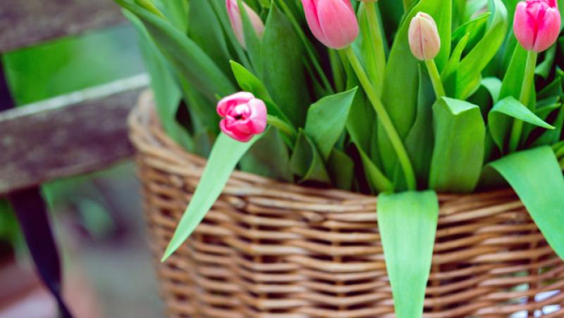 1001 lalele pentru iubita sa de Ziua Femeii. Cât a plătit românul pentru gestul extravagant