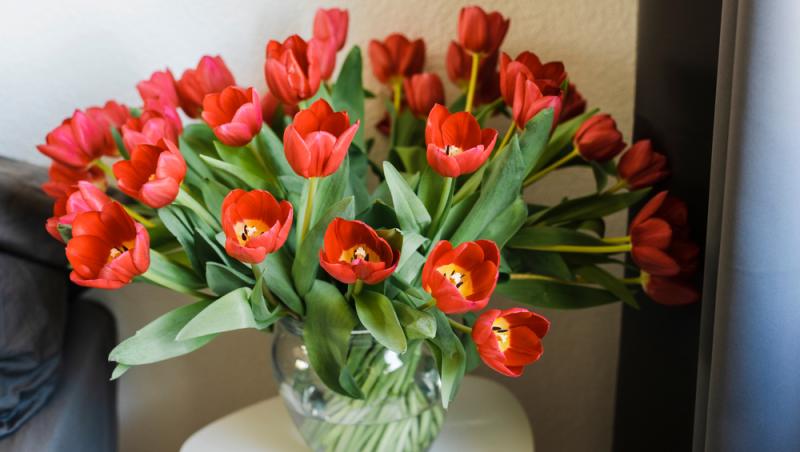 1001 lalele pentru iubita sa de Ziua Femeii. Cât a plătit românul pentru gestul extravagant