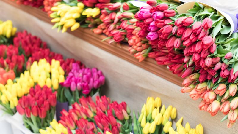 1001 lalele pentru iubita sa de Ziua Femeii. Cât a plătit românul pentru gestul extravagant
