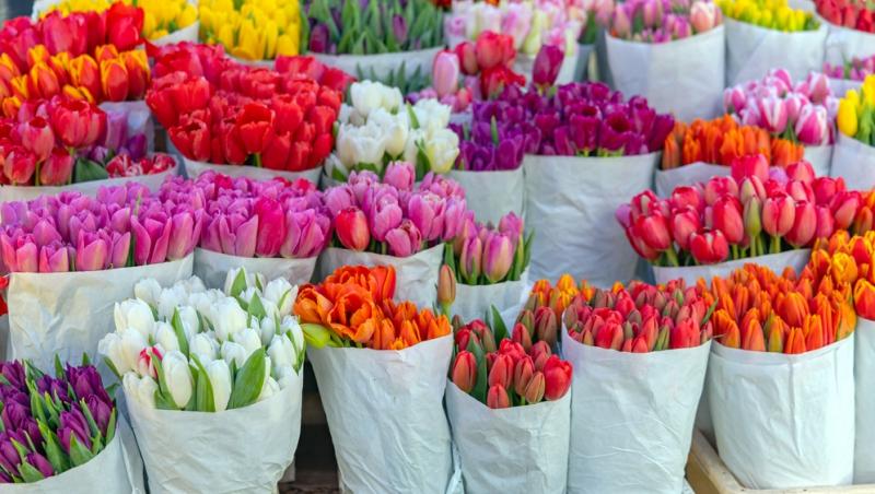 1001 lalele pentru iubita sa de Ziua Femeii. Cât a plătit românul pentru gestul extravagant