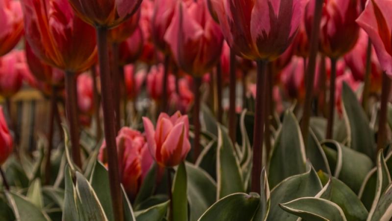 1001 lalele pentru iubita sa de Ziua Femeii. Cât a plătit românul pentru gestul extravagant