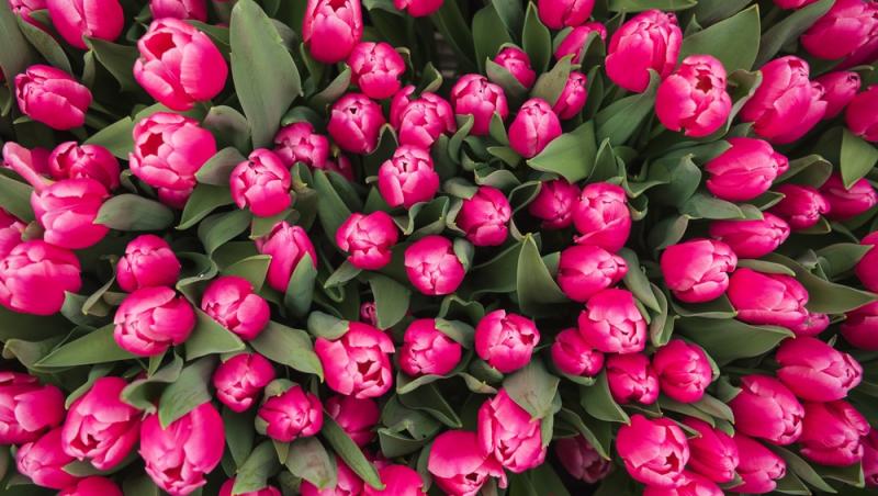 1001 lalele pentru iubita sa de Ziua Femeii. Cât a plătit românul pentru gestul extravagant