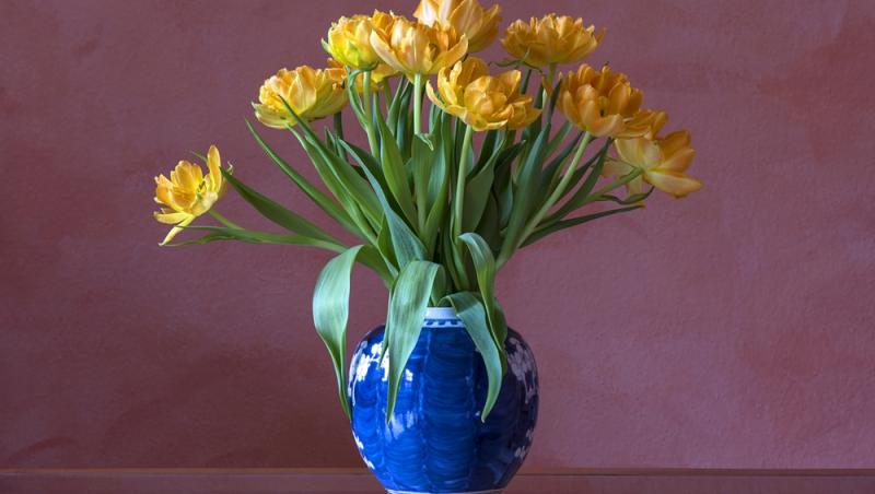 1001 lalele pentru iubita sa de Ziua Femeii. Cât a plătit românul pentru gestul extravagant